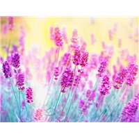 Поле лаванды - Фотообои цветы|лаванды