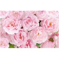 Портреты картины репродукции на заказ - Букет розовых пионов - Фотообои цветы|пионы