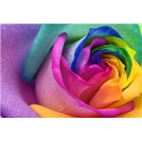 Роза - Фотообои Яркие краски