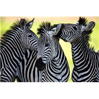 Зебры - Фотообои Животные|зебры