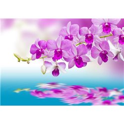 Розовая орхидея над водой - Фотообои цветы|орхидеи - Модульная картины, Репродукции, Декоративные панно, Декор стен