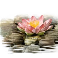 Лотос на воде - Фотообои цветы|лотосы
