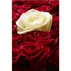 Картина на холсте по фото Модульные картины Печать портретов на холсте Красные и белая розы - Фотообои цветы|розы