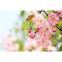 Цветущее дерево сакуры - Фотообои цветы|сакура - Модульная картины, Репродукции, Декоративные панно, Декор стен