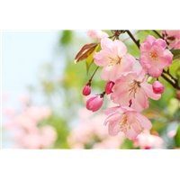 Портреты картины репродукции на заказ - Цветущее дерево сакуры - Фотообои цветы|сакура