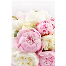 Картина на холсте по фото Модульные картины Печать портретов на холсте Белые и розовые пионы - Фотообои цветы|другие