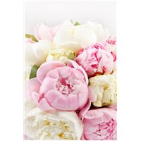 Портреты картины репродукции на заказ - Белые и розовые пионы - Фотообои цветы|другие