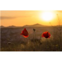 Маки на закате - Фотообои цветы|маки