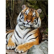 Картина на холсте по фото Модульные картины Печать портретов на холсте Тигр возле камня - Фотообои Животные|тигры