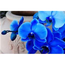 Картина на холсте по фото Модульные картины Печать портретов на холсте Синие цветы орхидеи - Фотообои цветы|орхидеи