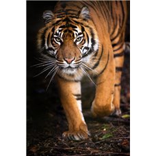 Картина на холсте по фото Модульные картины Печать портретов на холсте Грозный тигр - Фотообои Животные|тигры
