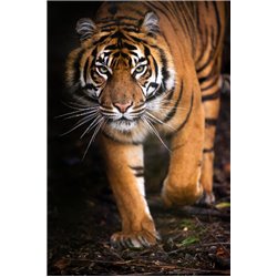 Грозный тигр - Фотообои Животные|тигры - Модульная картины, Репродукции, Декоративные панно, Декор стен
