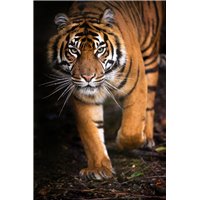 Портреты картины репродукции на заказ - Грозный тигр - Фотообои Животные|тигры