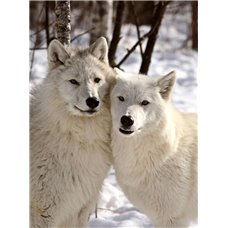 Картина на холсте по фото Модульные картины Печать портретов на холсте Белые волки - Фотообои Животные|волки