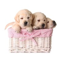 Щенки в корзине - Фотообои Животные|собаки