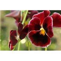 Бардовые цветы - Фотообои цветы|анютины глазки
