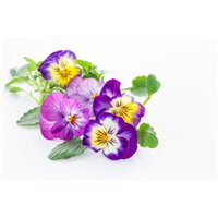 Портреты картины репродукции на заказ - Фиолетовые цветки - Фотообои цветы|анютины глазки
