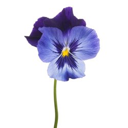 Синий цветок - Фотообои цветы|анютины глазки - Модульная картины, Репродукции, Декоративные панно, Декор стен