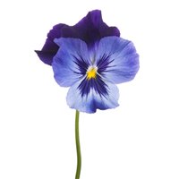 Портреты картины репродукции на заказ - Синий цветок - Фотообои цветы|анютины глазки