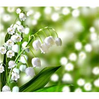 Весенний цветок - Фотообои цветы|ландыши