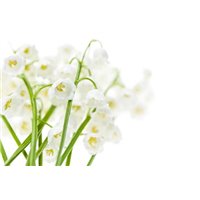 Белый букет ландышей - Фотообои цветы|ландыши