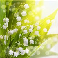 Весенний букет - Фотообои цветы|ландыши