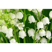 Белый ландыш - Фотообои цветы|ландыши
