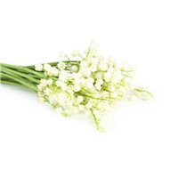 Букет ландышей - Фотообои цветы|ландыши