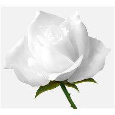 Картина на холсте по фото Модульные картины Печать портретов на холсте Белая розочка - Фотообои цветы|розы
