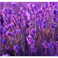 Лавандовое поле летом - Фотообои цветы|лаванды