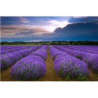 Лавандовое поле - Фотообои цветы|лаванды