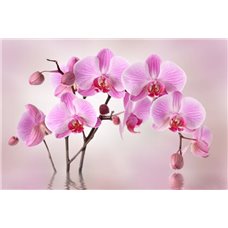 Картина на холсте по фото Модульные картины Печать портретов на холсте Орхидеи на розовом фоне - Фотообои цветы|орхидеи