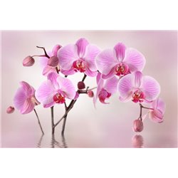 Орхидеи на розовом фоне - Фотообои цветы|орхидеи - Модульная картины, Репродукции, Декоративные панно, Декор стен