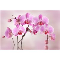 Портреты картины репродукции на заказ - Орхидеи на розовом фоне - Фотообои цветы|орхидеи