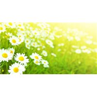 Солнечная композиция - Фотообои цветы|ромашки