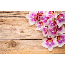 Картина на холсте по фото Модульные картины Печать портретов на холсте Бело-фиолетовые орхидеи - Фотообои цветы|орхидеи