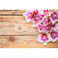 Бело-фиолетовые орхидеи - Фотообои цветы|орхидеи
