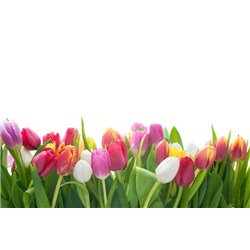Яркие тюльпаны - Фотообои цветы|тюльпаны - Модульная картины, Репродукции, Декоративные панно, Декор стен