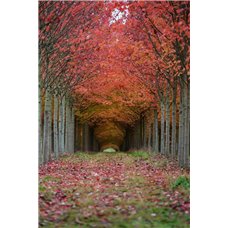 Картина на холсте по фото Модульные картины Печать портретов на холсте Осенние деревья - Фотообои на двери