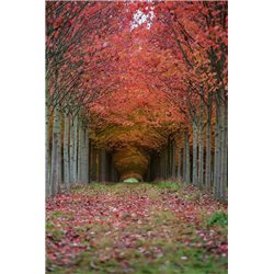 Осенние деревья - Фотообои на двери - Модульная картины, Репродукции, Декоративные панно, Декор стен