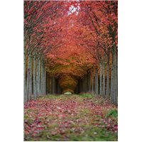 Осенние деревья - Фотообои на двери