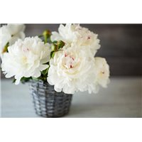 Белый букет бионов - Фотообои цветы|пионы