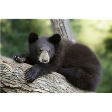 Картина на холсте по фото Модульные картины Печать портретов на холсте Медвежонок на бревне - Фотообои Животные|медведи
