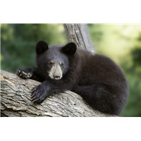 Портреты картины репродукции на заказ - Медвежонок на бревне - Фотообои Животные|медведи