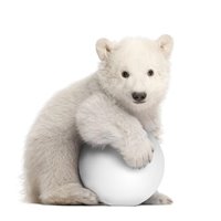 Портреты картины репродукции на заказ - Белый медвежонок с мячом - Фотообои Животные|медведи