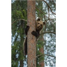 Картина на холсте по фото Модульные картины Печать портретов на холсте Медведь на дереве - Фотообои Животные|медведи