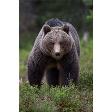 Картина на холсте по фото Модульные картины Печать портретов на холсте Медведь в лесу - Фотообои Животные|медведи