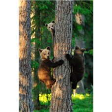Картина на холсте по фото Модульные картины Печать портретов на холсте Медвежата на дереве - Фотообои Животные|медведи