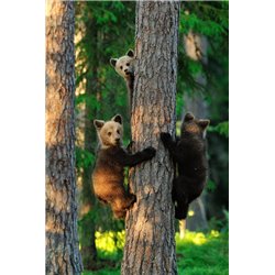 Медвежата на дереве - Фотообои Животные|медведи - Модульная картины, Репродукции, Декоративные панно, Декор стен
