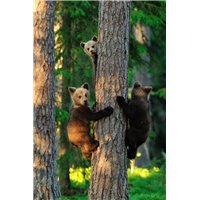 Портреты картины репродукции на заказ - Медвежата на дереве - Фотообои Животные|медведи
